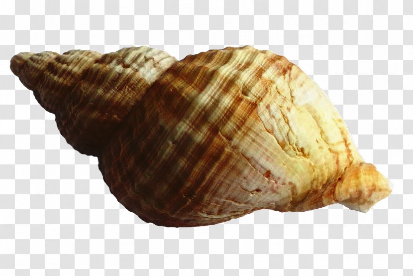 Beach Background - Mollusca - Food Bivalve Transparent PNG