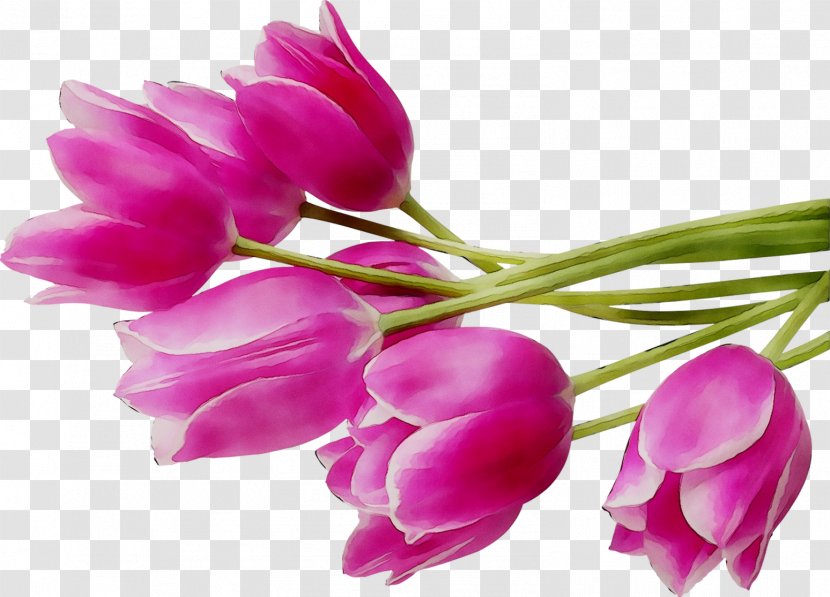 Tulip Cut Flowers Paper Bud - Home - Cell Transparent PNG