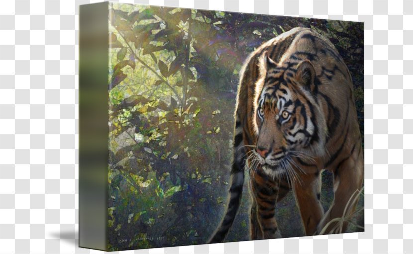 Tiger Big Cat Terrestrial Animal Wildlife - Like Mammal Transparent PNG