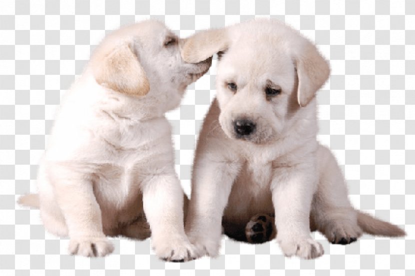 Golden Retriever Background - Puppy Love - Beagador Fawn Transparent PNG
