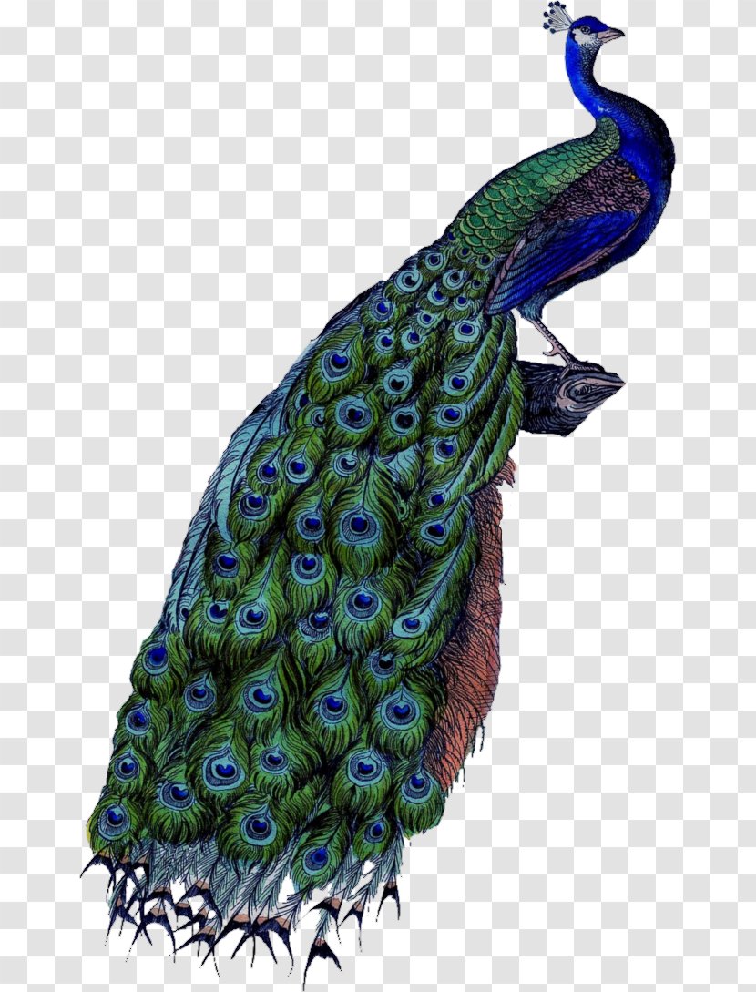 Peafowl Clip Art - Asiatic - Peacock Transparent PNG