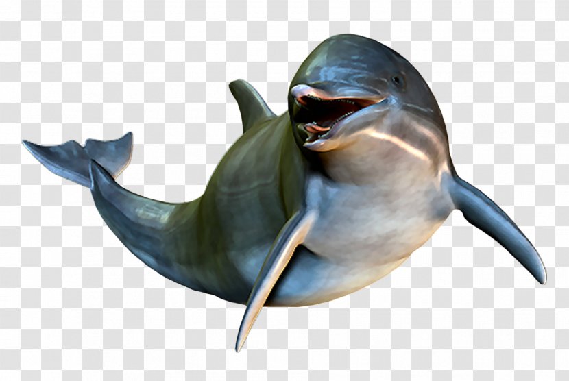 Dolphin Cetacea Clip Art - Beak Transparent PNG