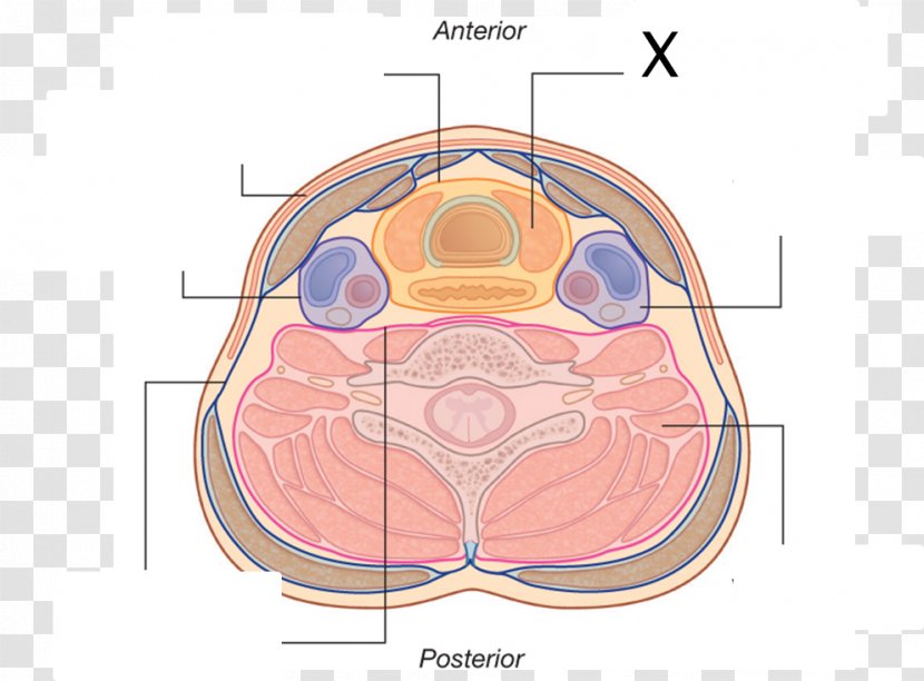 Pretracheal Fascia Deep Cervical Compartment - Heart - Visceral Transparent PNG