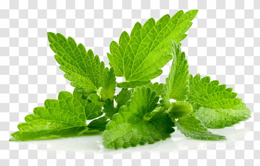 Peppermint Mentha Spicata Herb Mint Leaf Mints - Oregano - Candy Transparent PNG
