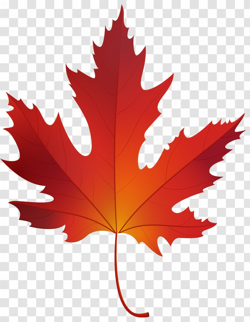 Red Maple Sugar Leaf Clip Art - Woody Plant Transparent PNG