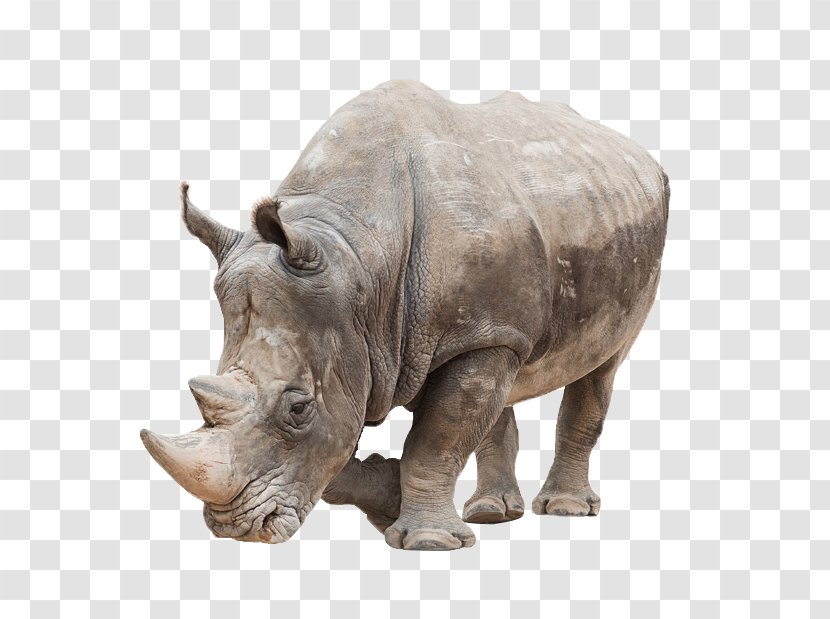 Rhinoceros Wall Decal Sticker - Wildlife Transparent PNG