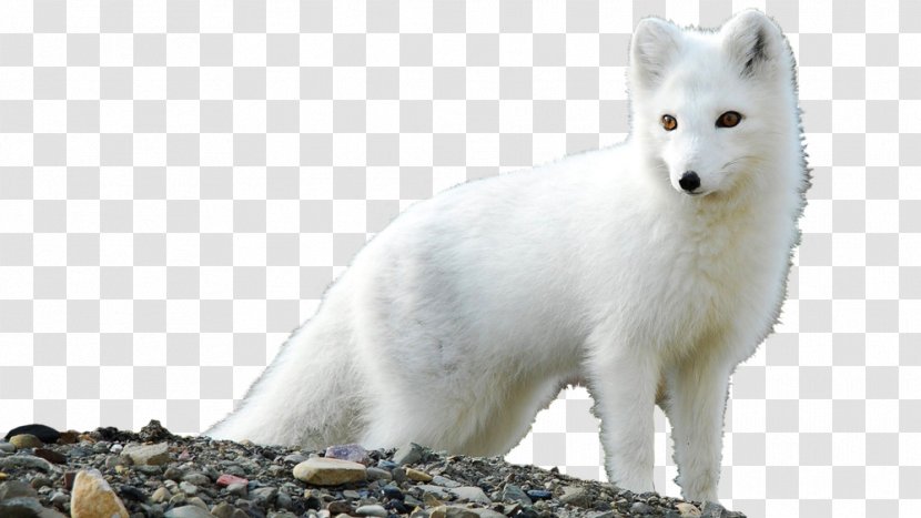 Arctic Fox High-definition Television Desktop Wallpaper Transparent PNG