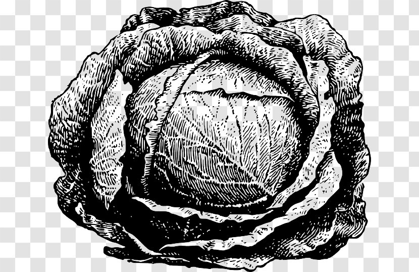 Cabbage Drawing Vegetable Clip Art - Flower Transparent PNG