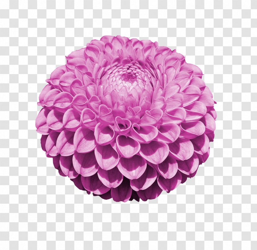 Dahlia Cut Flowers Reprodukce Stock Photography - Pink - Flower Transparent PNG