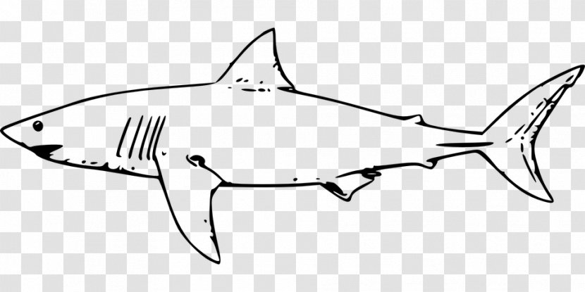 Shark Jaws Great White Whale Clip Art - Fish - Tiger Transparent PNG