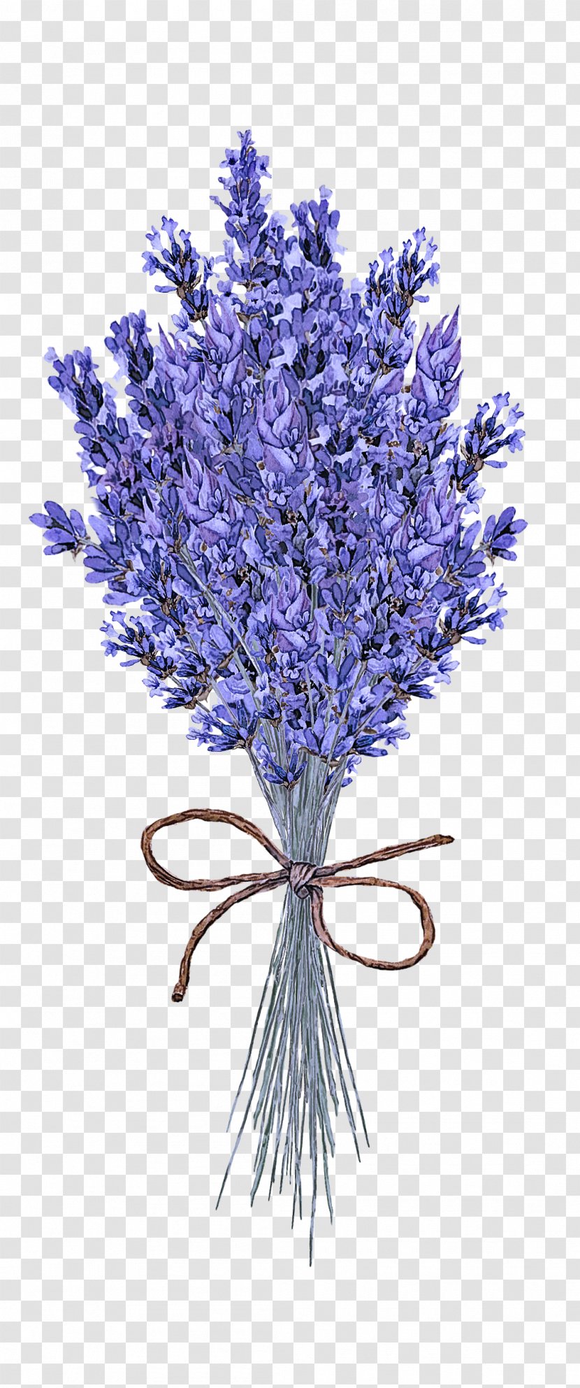 Lavender - English - Flowering Plant Violet Transparent PNG