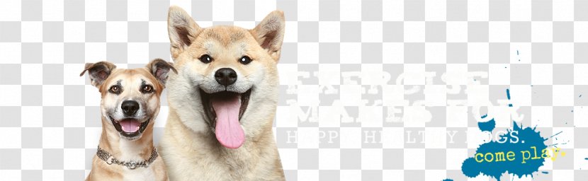 Dog Breed Daycare Crate Snout - Ear - Puppy Pals Transparent PNG