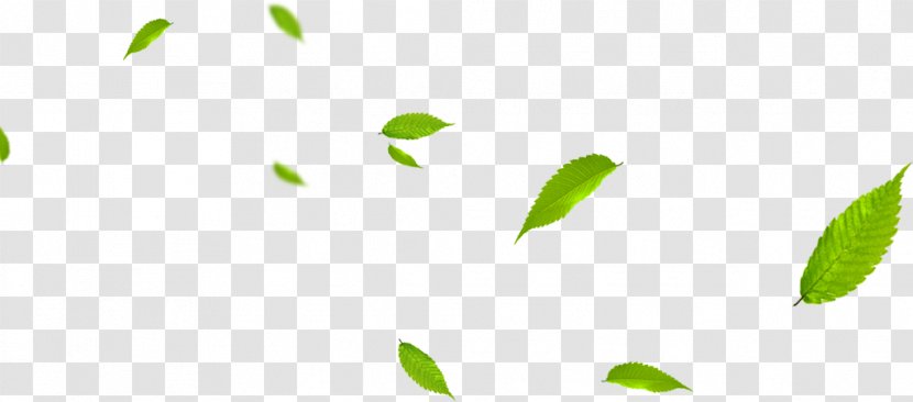 Leaf Green Euclidean Vector Gratis - Resource - Leaves,leaf Transparent PNG