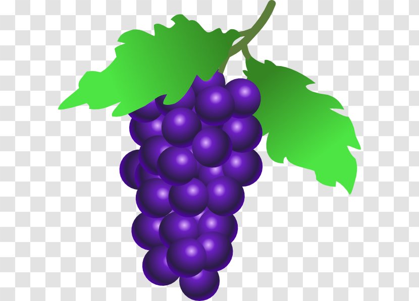 Common Grape Vine Wine Grappa Berry - Grapevines - Cartoon Grapes Cliparts Transparent PNG