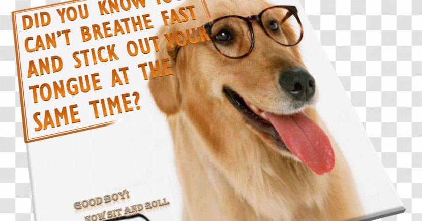 Dog Breed Puppy Golden Retriever Companion Glasses Transparent PNG