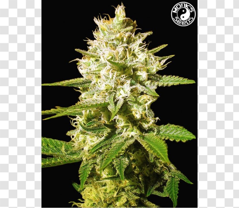 Cannabis Cup White Widow Haze Autoflowering - Hemp Family Transparent PNG