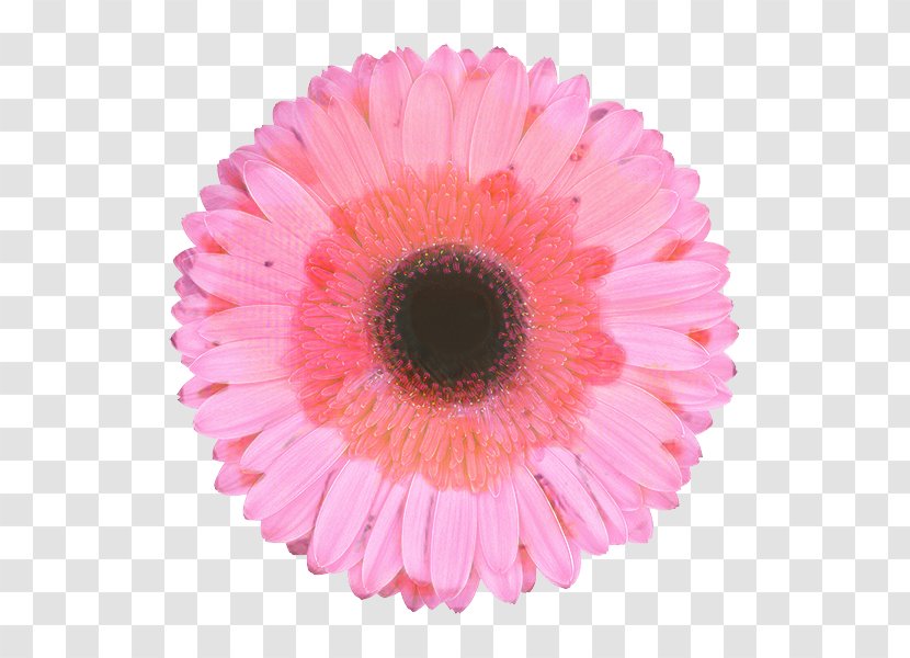 Flowers Background - Daisy Family - Artificial Flower Transparent PNG