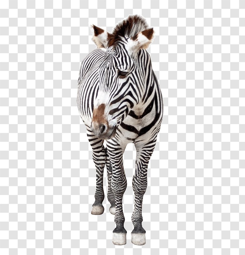 Horse Hinny Quagga Zebra Lexus ES - Pattern - Image Transparent PNG