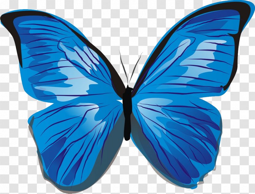 Butterfly Illustration - Wing - Blue Image Transparent PNG