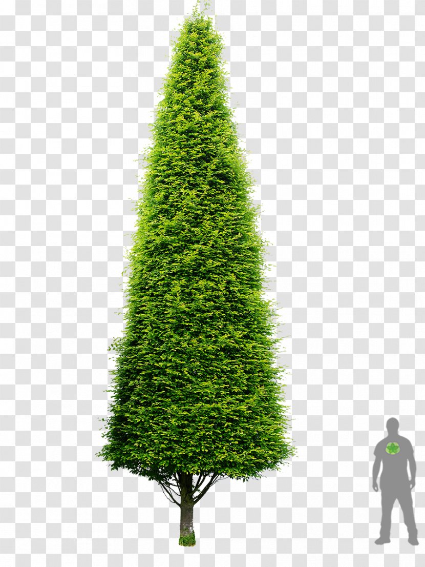 European Hornbeam Spruce Tree Carpinus Bet. 'Fastigiata' Bonsai - Evergreen Transparent PNG