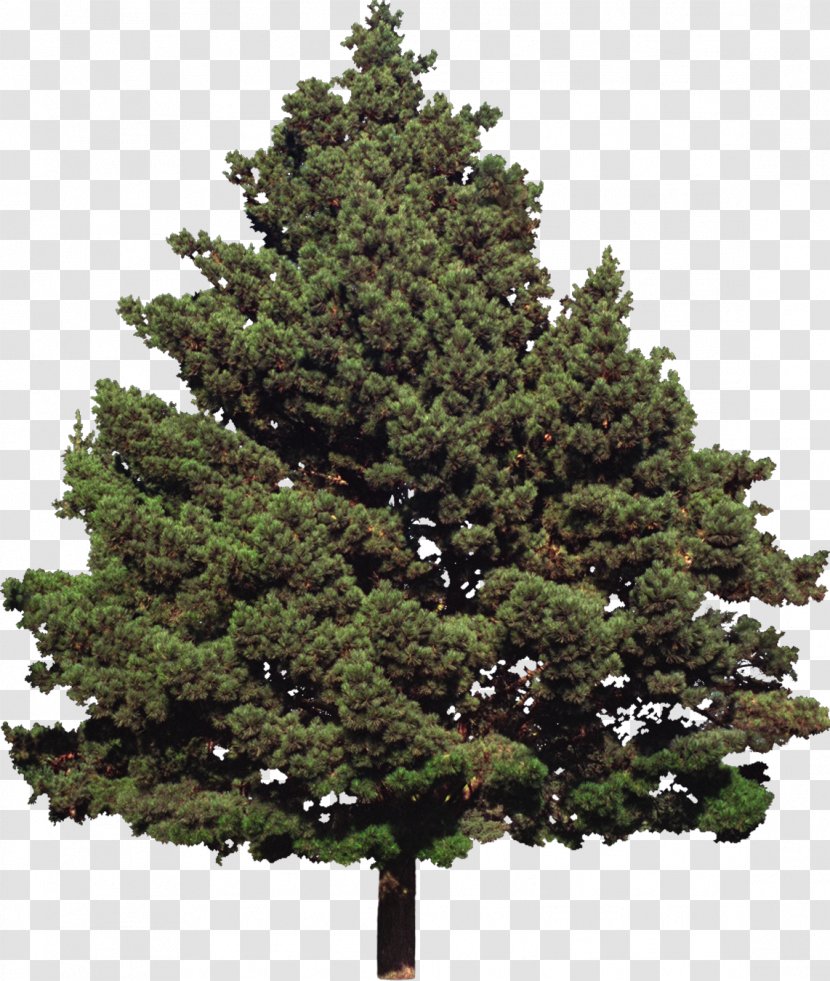 Fir Tree Conifers Evergreen Pine - Cypress - Shrubs Transparent PNG