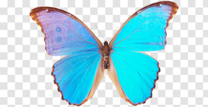 Butterfly Menelaus Blue Morpho Godart's Clip Art Transparent PNG