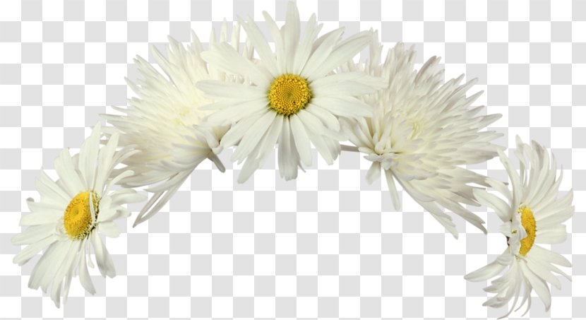 Cut Flowers Rose - Oxeye Daisy - Flower Transparent PNG