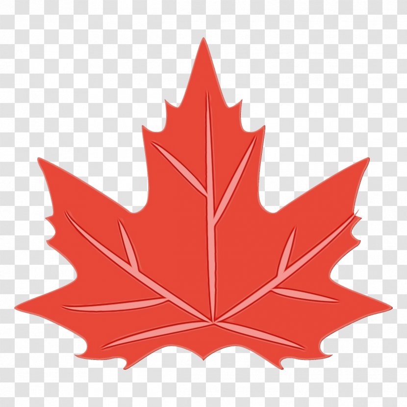 Maple Leaf - Plane Transparent PNG