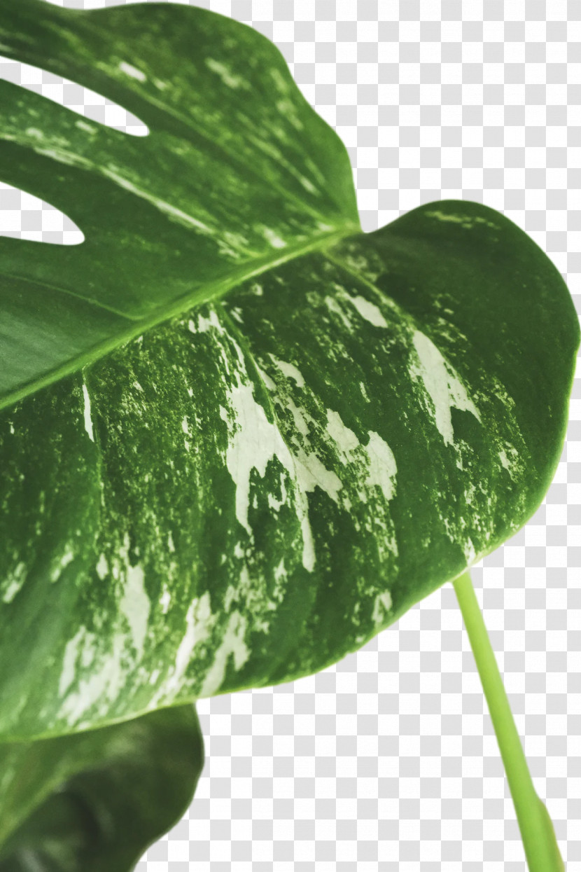 Plant Stem Leaf Plant Pathology Water Pathology Transparent PNG