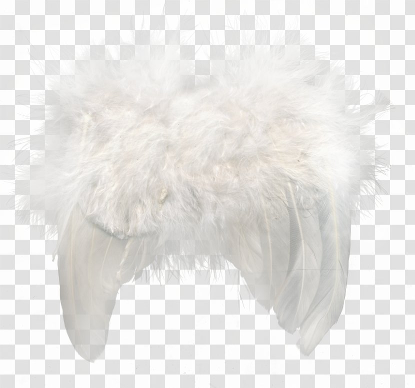 Fur Feather Snout - White Feathers Transparent PNG