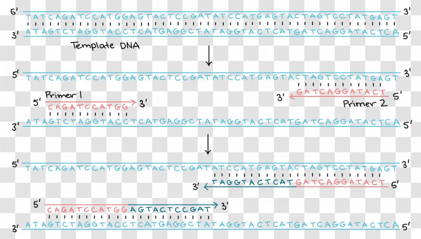 Polymerase Chain Reaction DNA Replication Transcription - Diagram - Amplify Transparent PNG