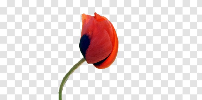 Plant Stem Tulip Bud Poppy RED.M - Redm - Cosmos Transparent PNG