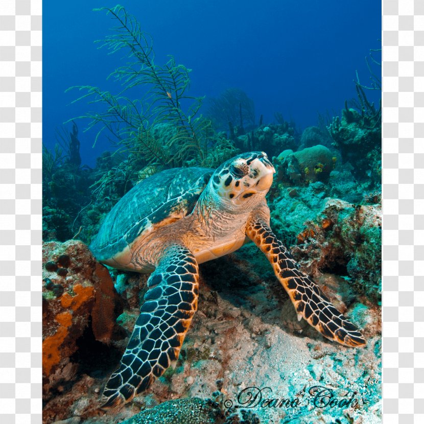 Loggerhead Sea Turtle Coral Reef Hawksbill Tortoise - Reptile Transparent PNG