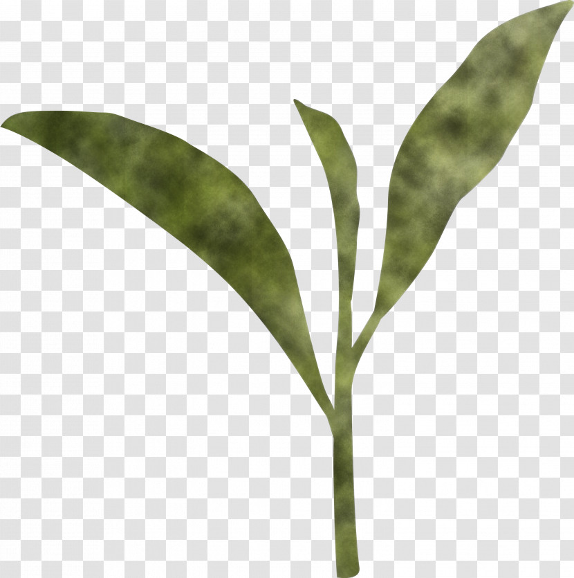 Tea Leaves Leaf Spring Transparent PNG
