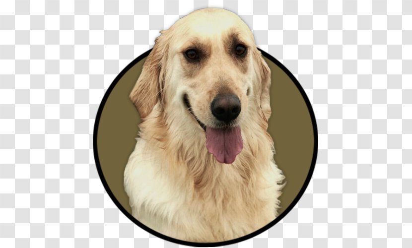 Golden Retriever PAX YouTuber Drawing - Dog Breed Transparent PNG