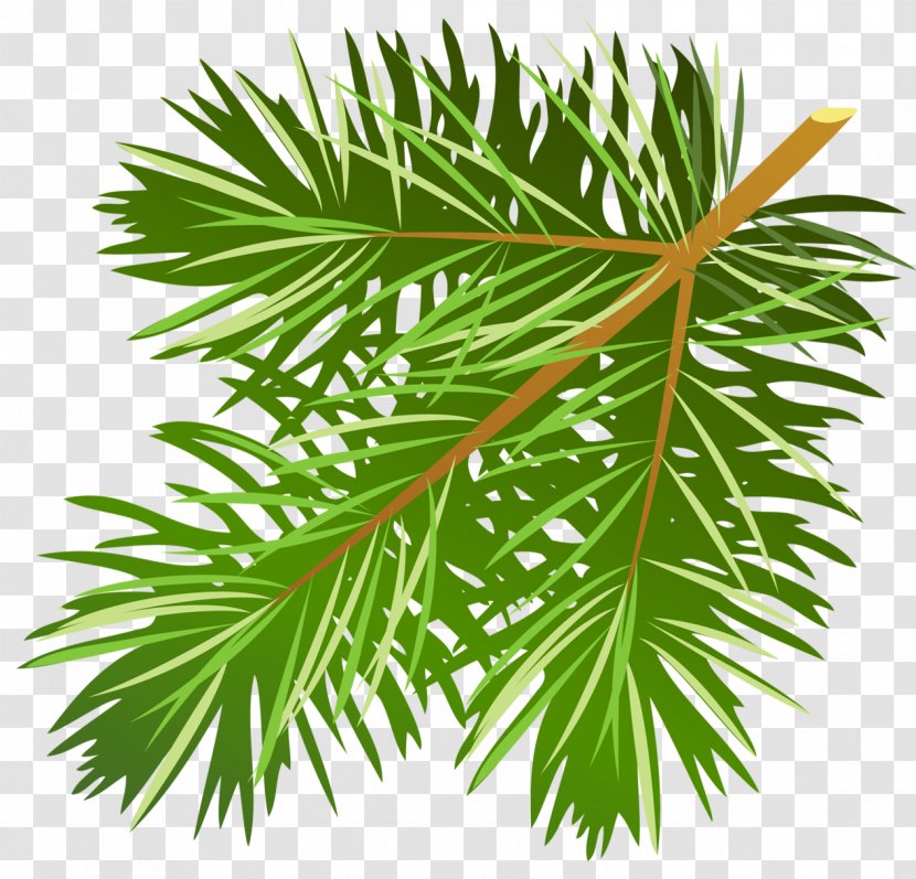 Pine Conifer Cone Branch Clip Art - Fir - Transparent Clipart Transparent PNG