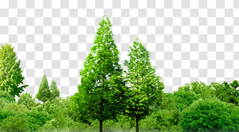 Jingzhou Southern Thailand Forest Tree - Trees Transparent PNG