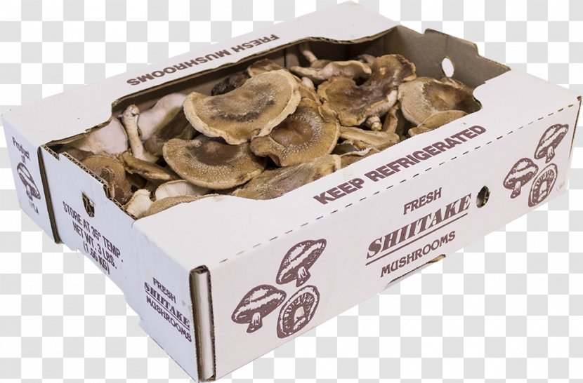 Shiitake Edible Mushroom Oyster Hen-of-the-wood Transparent PNG