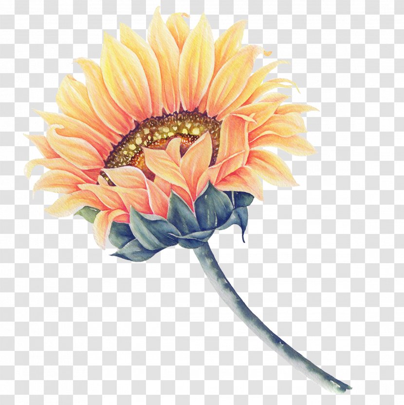 Common Sunflower Watercolor Painting - Cut Flowers - A Transparent PNG