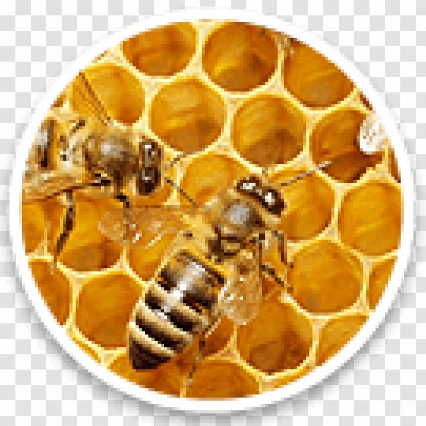 Beeswax Western Honey Bee Honeycomb - Cream Transparent PNG