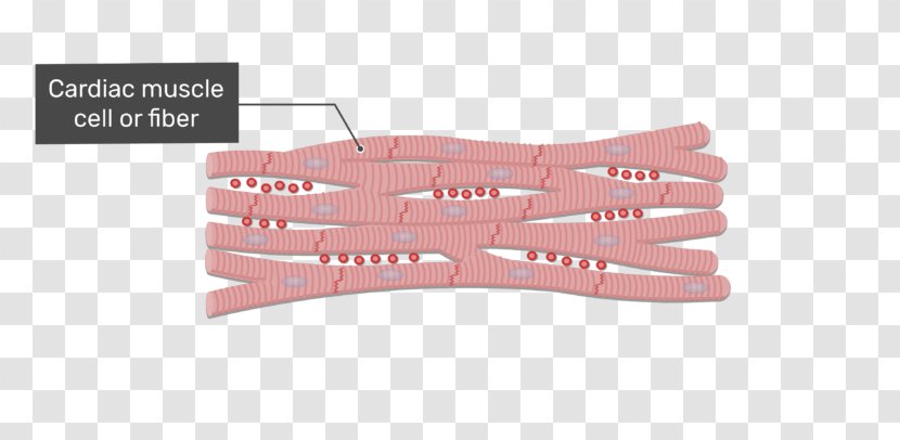 Intercalated Disc Cardiac Muscle Gap Junction Tissue Skeletal - Muscular System Transparent PNG