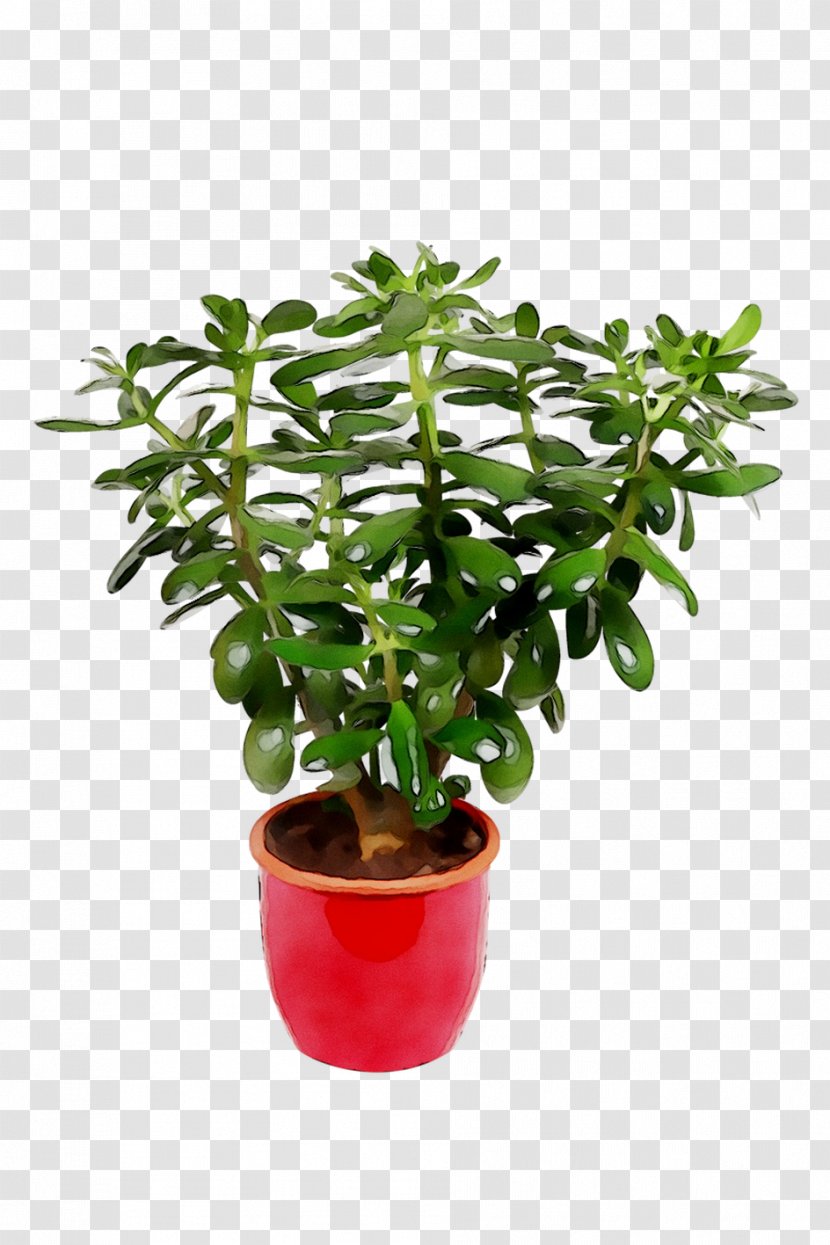 Flowerpot Tree Houseplant Herb - Plant - Shrub Transparent PNG