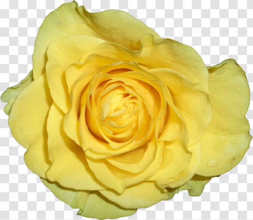 Garden Roses Yellow Cabbage Rose Petal - Petals Transparent PNG