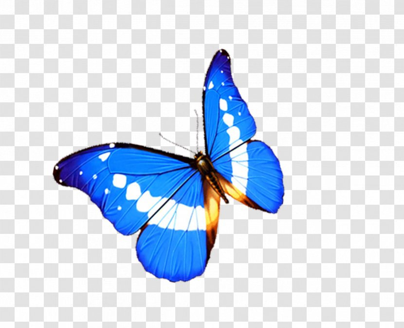 Monarch Butterfly 3D Computer Graphics - 3d - Blue Transparent PNG