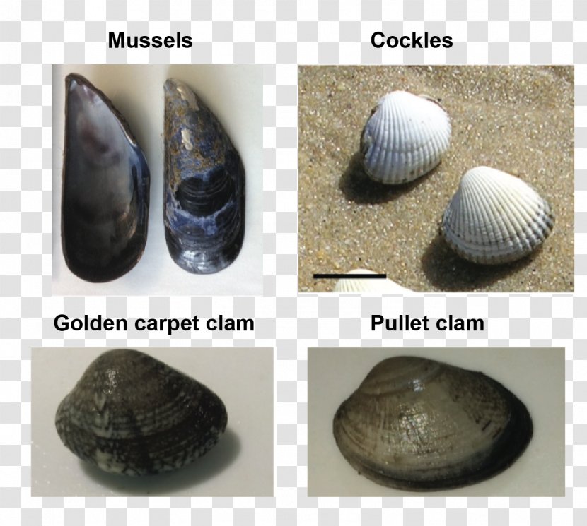 Cockle Product Design Conchology - Clams Oysters Mussels And Scallops Transparent PNG