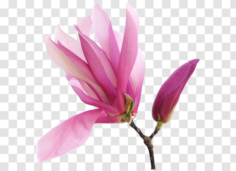 Magnolia Art Royalty-free Clip - Painting - Flower Transparent PNG