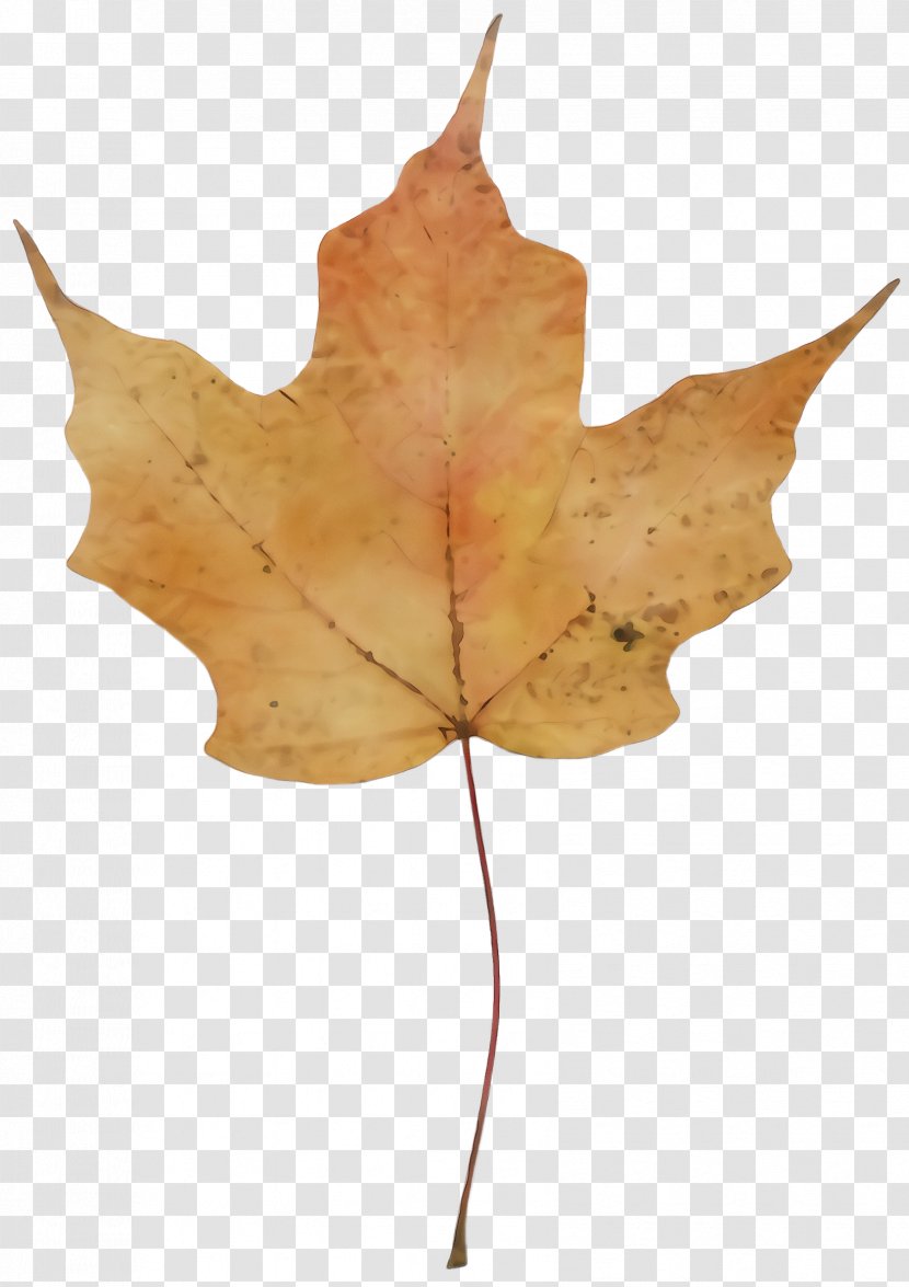 Maple Leaf - Planetree Family - Deciduous Transparent PNG