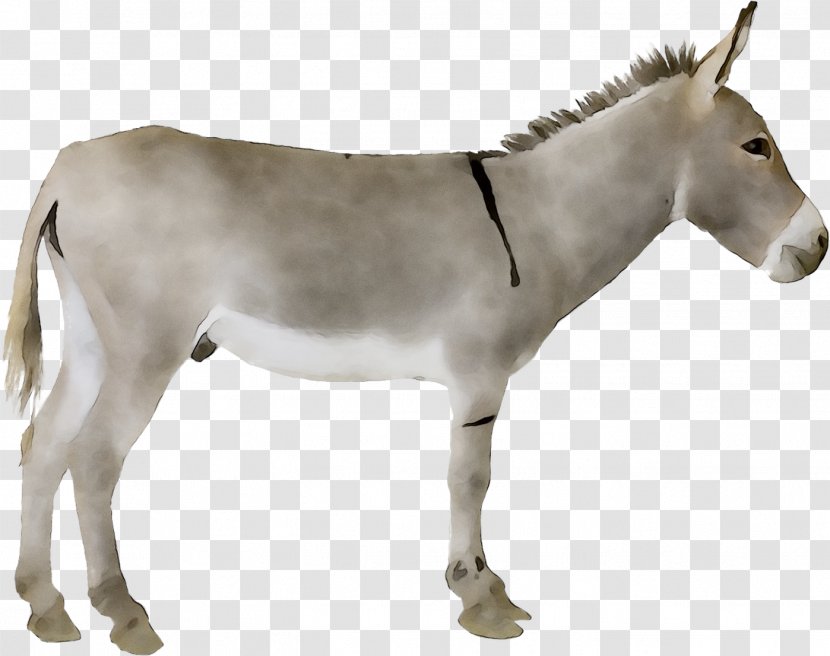 Donkey Mule Stock Photography Stock.xchng Royalty-free - Animal Figure Transparent PNG