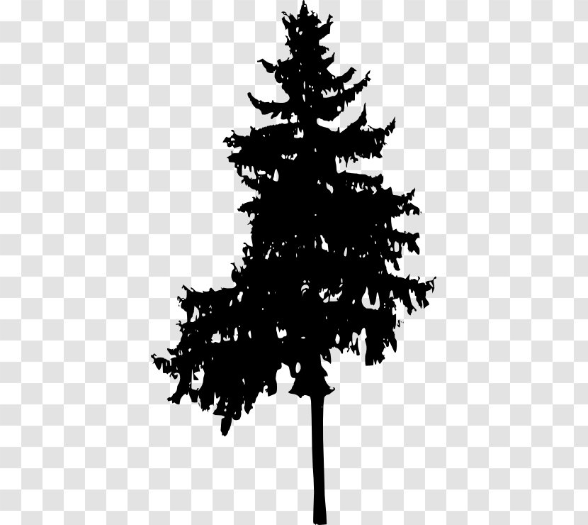 Spruce Pine Fir - Leaf - Tree Transparent PNG
