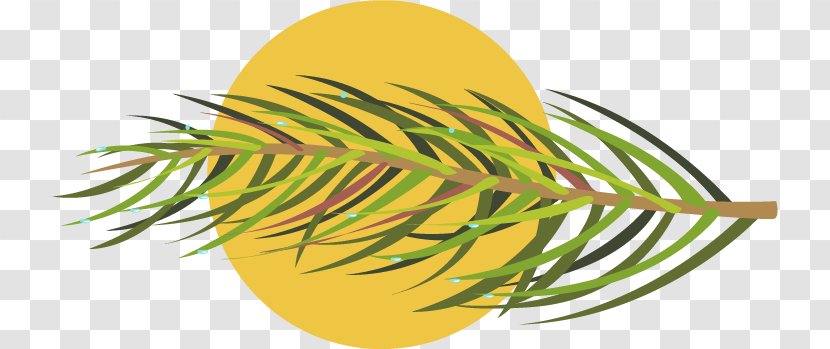 Grasses Leaf Plant Stem Clip Art - Food - Pine Needles Transparent PNG